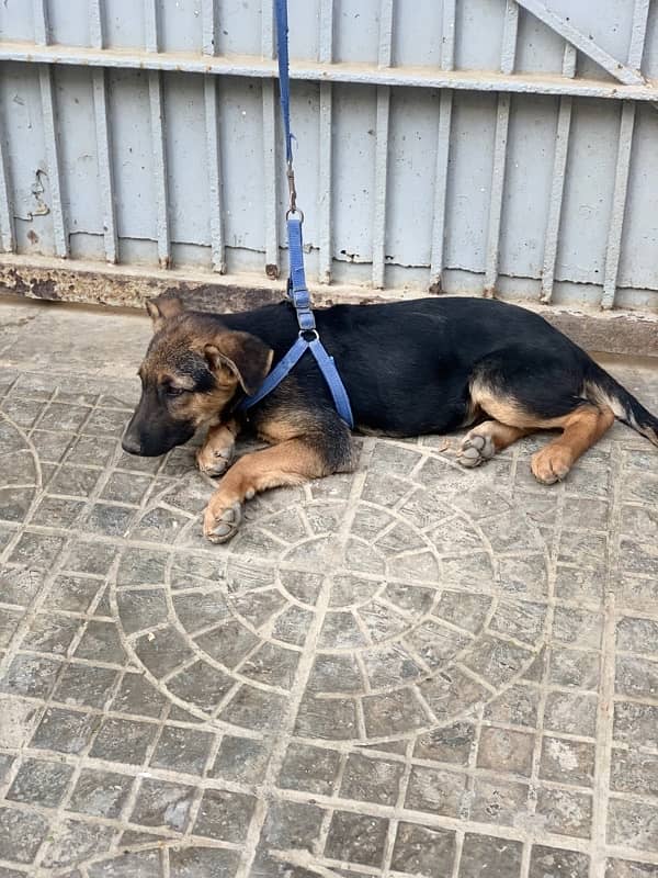 german shepherd puppy 2.5 month  non padigree 2