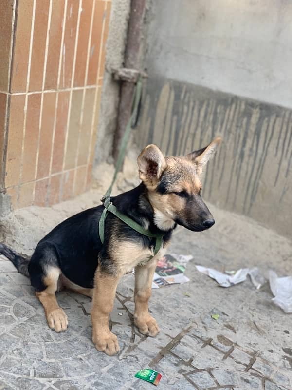 german shepherd puppy 2.5 month  non padigree 3