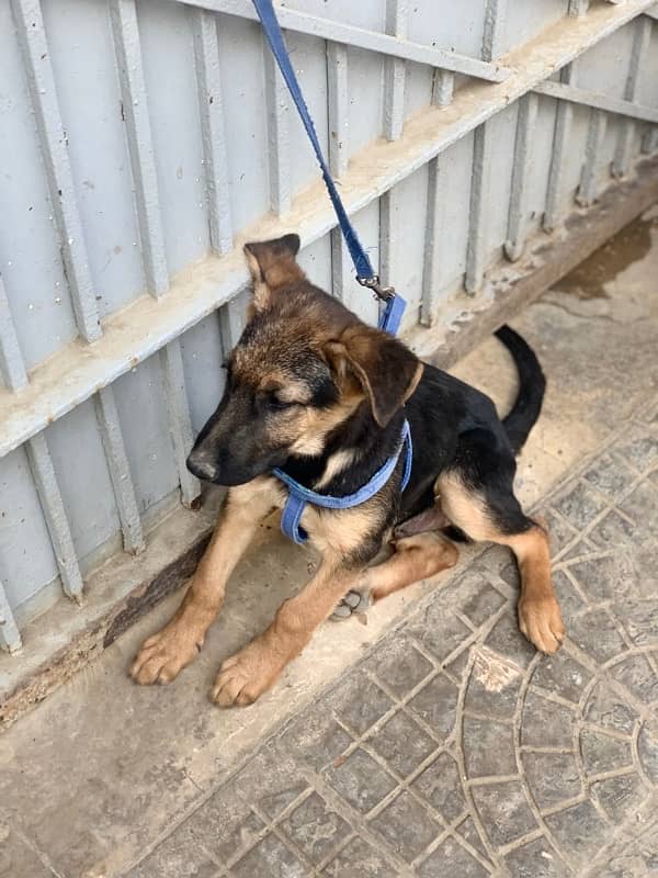 german shepherd puppy 2.5 month  non padigree 4