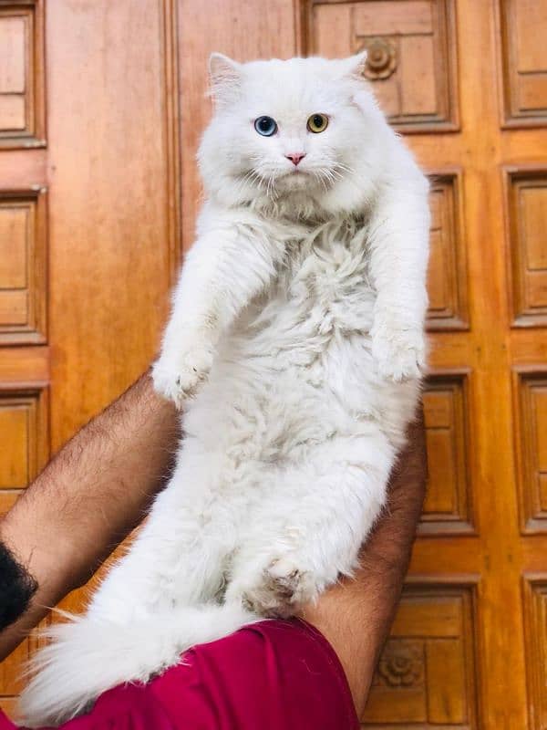 Persian Punch face triple coat cat Kitten 3