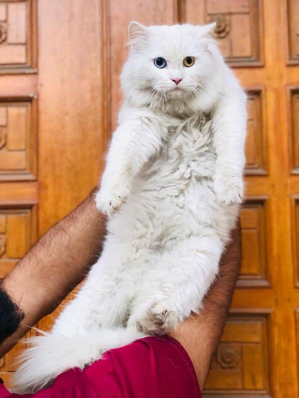 Persian Punch face triple coat cat Kitten 5