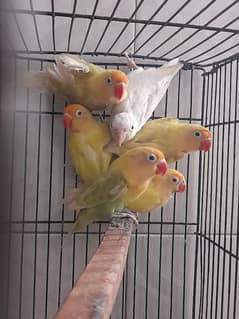 lovebird ready to breed breeder pair love bird