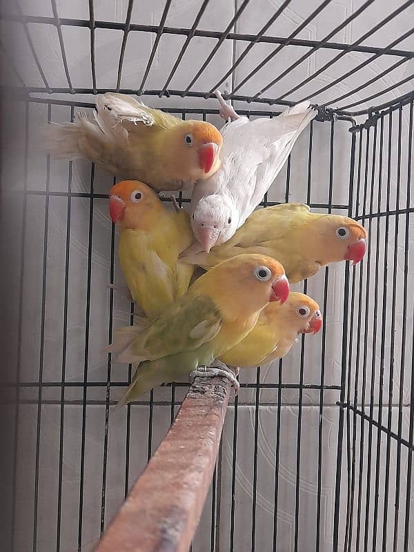 lovebird ready to breed breeder pair love bird 0