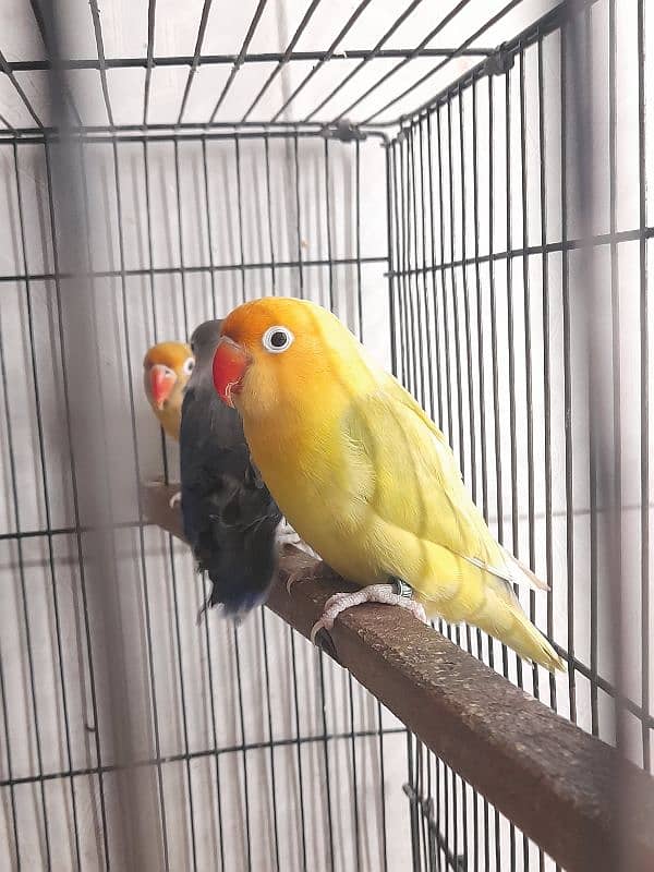 lovebird ready to breed breeder pair love bird 1