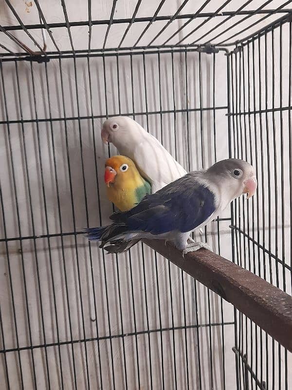 lovebird ready to breed breeder pair love bird 2