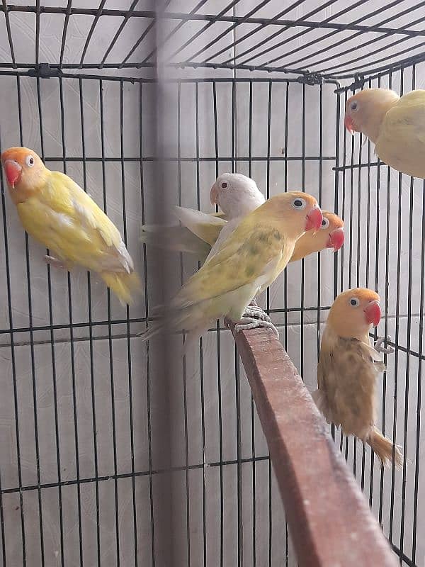 lovebird ready to breed breeder pair love bird 3