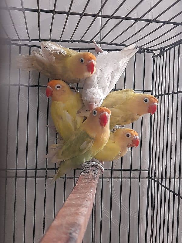 lovebird ready to breed breeder pair love bird 4