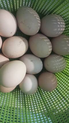 playmouth fertile eggs