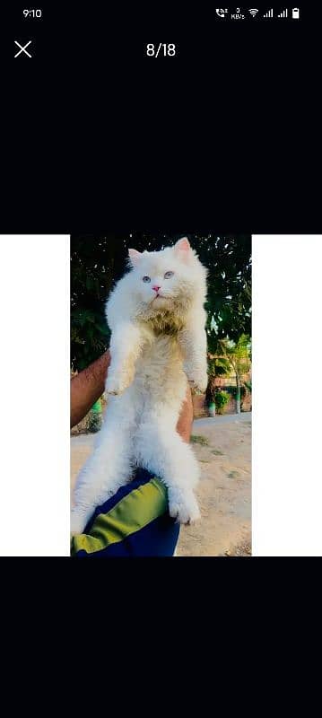 Persian Punch face triple coat cat Kitten 6