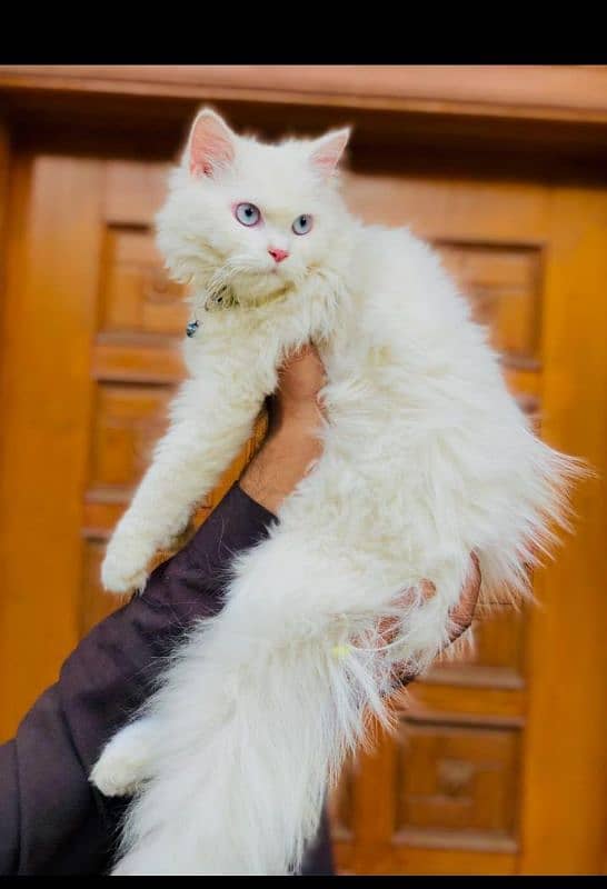 Persian Punch face triple coat cat Kitten 8