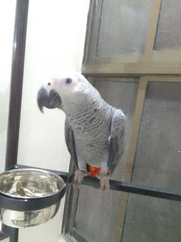 African grey parrot Approx 1 year age 0