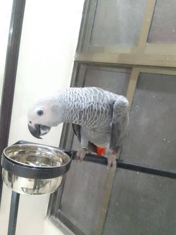 African grey parrot Approx 1 year age 1