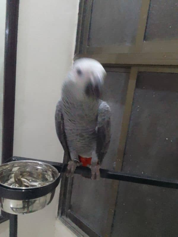 African grey parrot Approx 1 year age 2