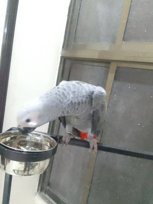 African grey parrot Approx 1 year age 3