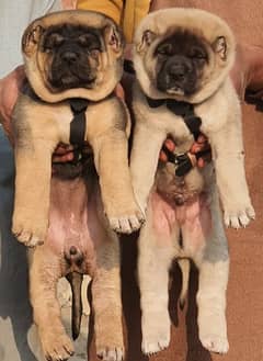 Turkish kangal dogs male female age 2 month heavy bone for sale