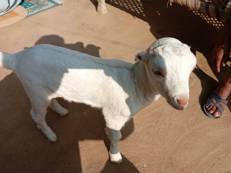 pure tady goat baby 2