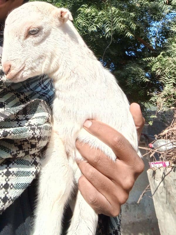 pure tady goat baby 6