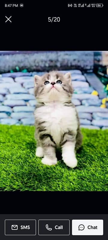 Persian Punch face triple coat cat Kitten 3