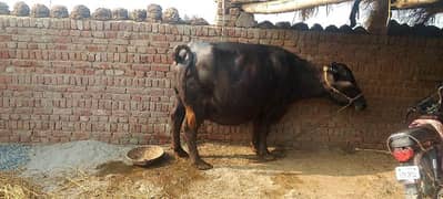 bhains for sale   abhi bhains ko sone mein 15 din Baki hai