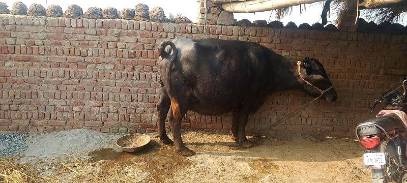 bhains for sale   abhi bhains ko sone mein 15 din Baki hai 0