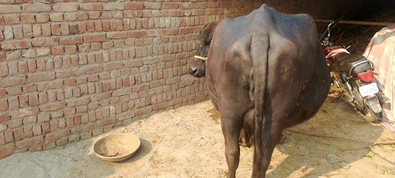 bhains for sale   abhi bhains ko sone mein 15 din Baki hai 2