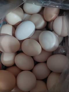 desi eggs freash and fertile