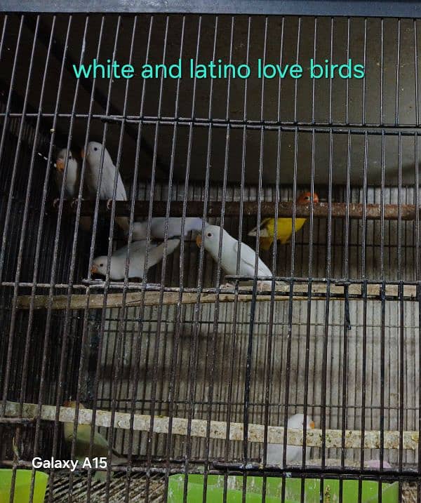 white love birds 3000, blue fisher 3000 3