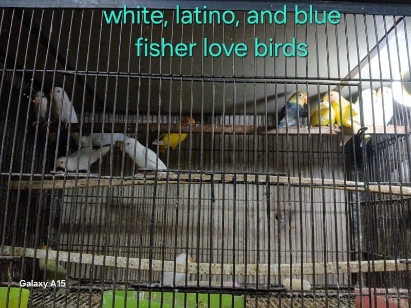 white love birds 3000, blue fisher 3000 4