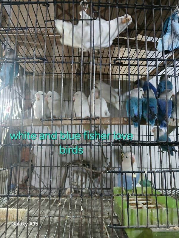 white love birds 3000, blue fisher 3000 9