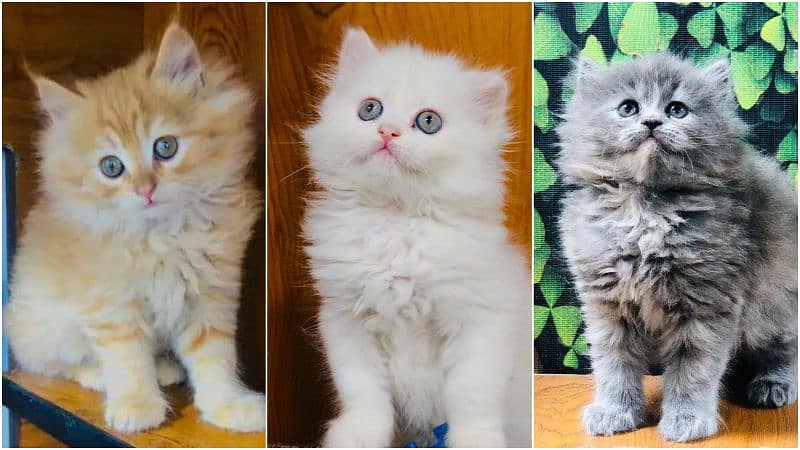 Persian Punch face triple coat cat Kitten 0