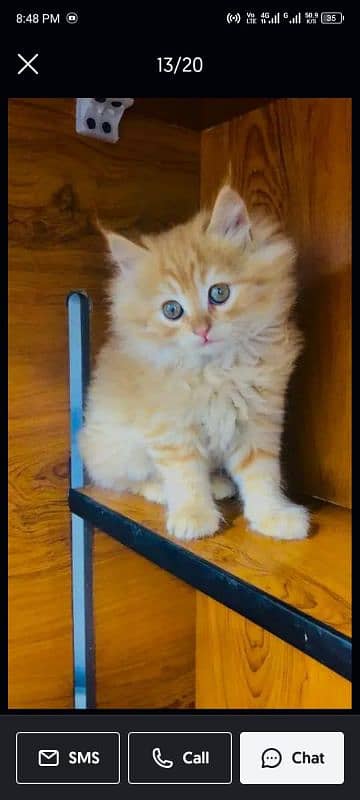 Persian Punch face triple coat cat Kitten 6