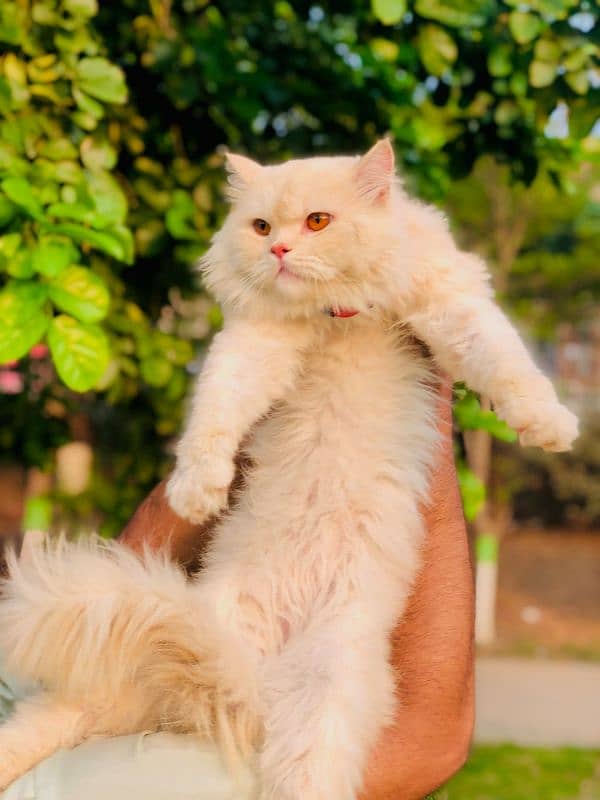 Persian Punch face triple coat cat Kitten 7