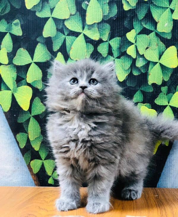 Persian Punch face triple coat cat Kitten 10