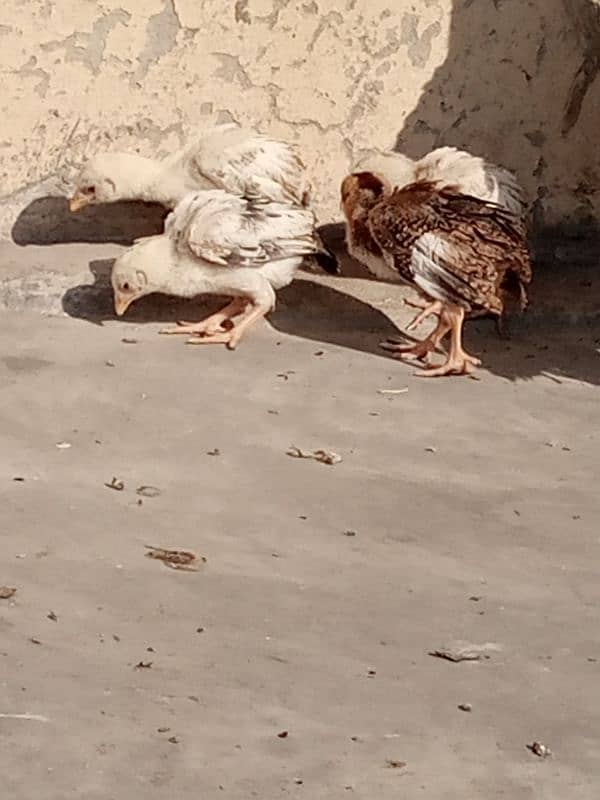 Pure Mianwali Aseel chicks for sale 1