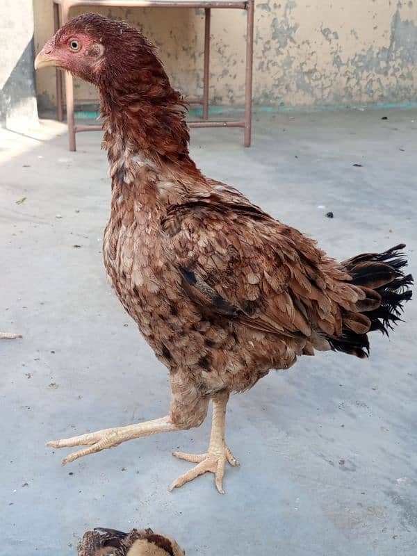 Pure Mianwali Aseel chicks for sale 3