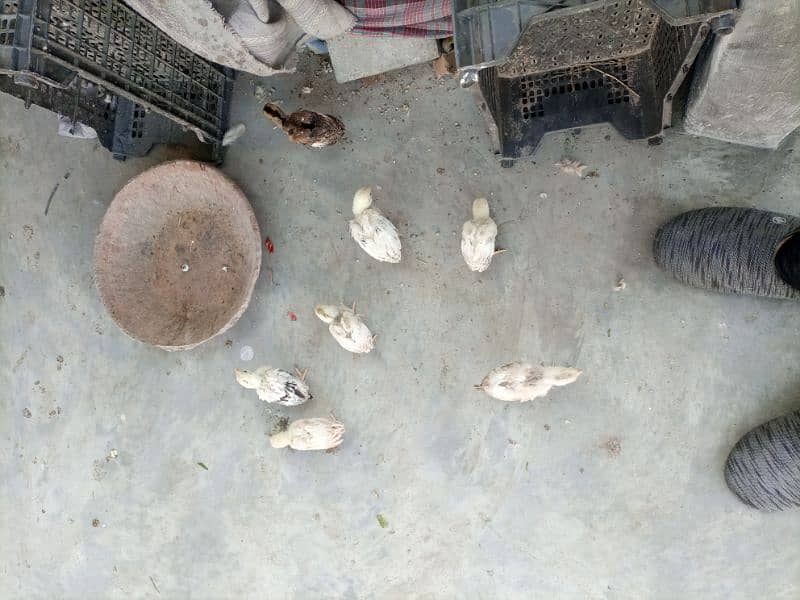 Pure Mianwali Aseel chicks for sale 4