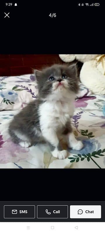 Persian Punch face triple coat cat Kitten 5