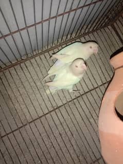 ALBINO RED EYES PAIR RING BIRDS