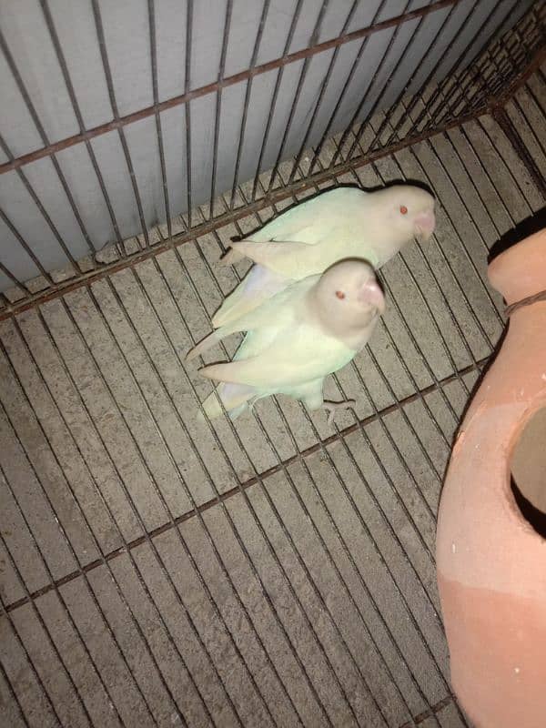 ALBINO RED EYES PAIR RING BIRDS 1