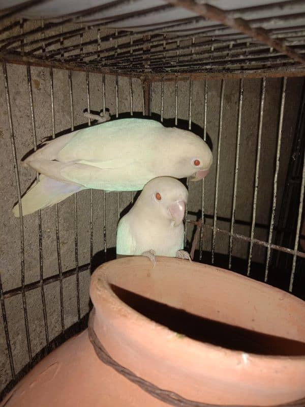 ALBINO RED EYES PAIR RING BIRDS 2