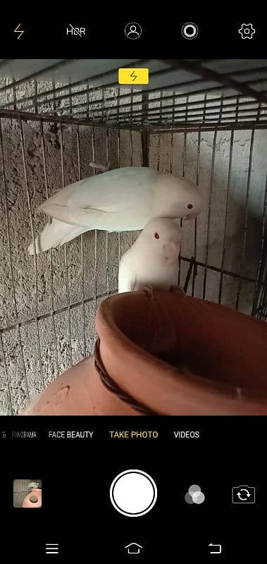 ALBINO RED EYES PAIR RING BIRDS 3