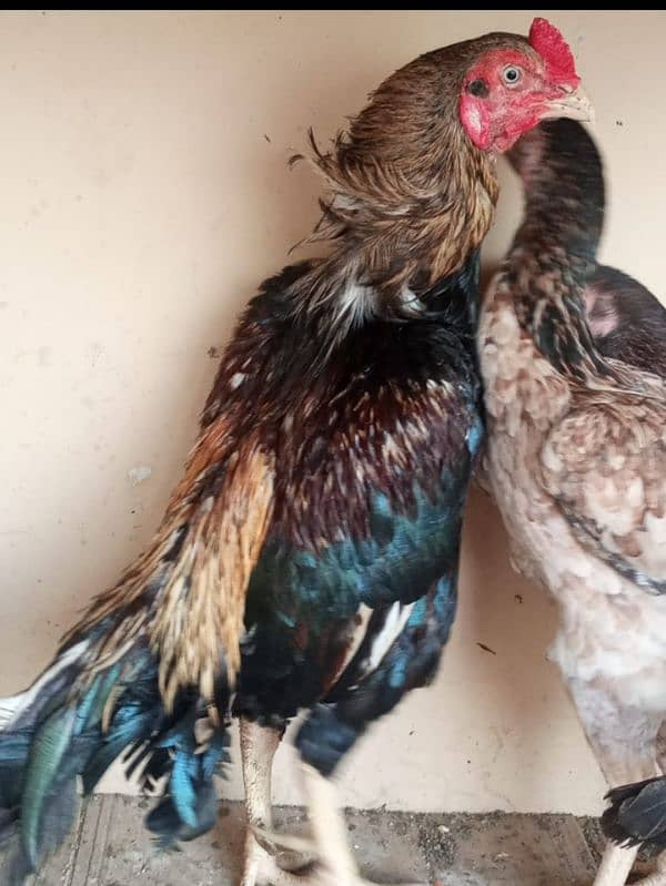 Pure Mianwali Aseel chicks for sale 5