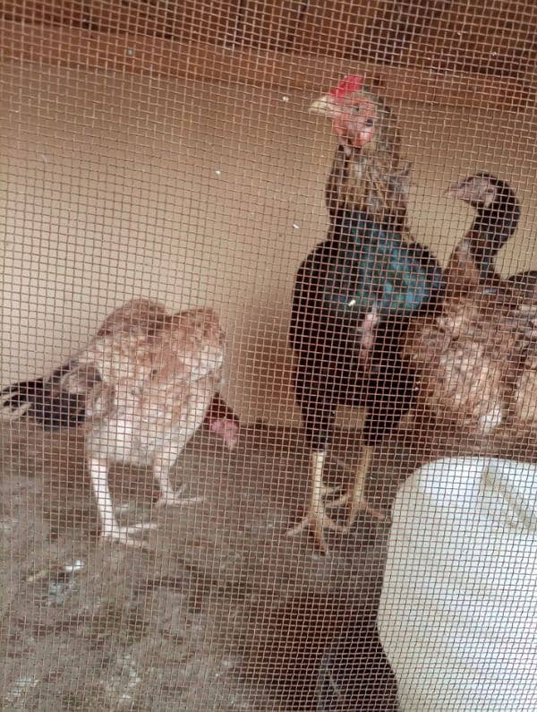 Pure Mianwali Aseel chicks for sale 6