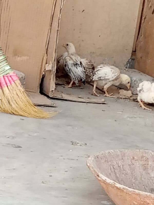 Pure Mianwali Aseel chicks for sale 7