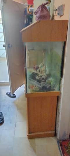 fish aquarium