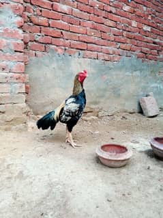 Pure Aseel Mianwali java breeder murga