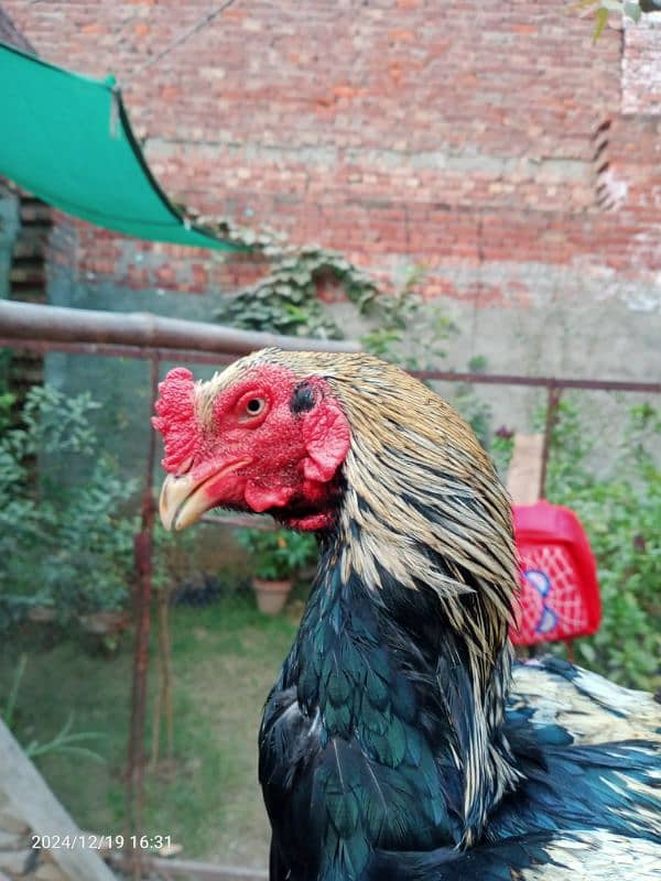 Pure Aseel Mianwali java breeder murga 1