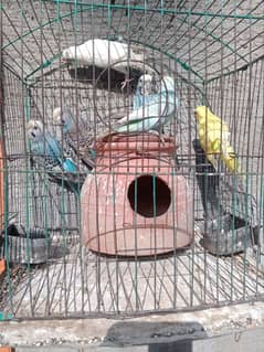 3 pair breeders of budgies with cage and matka