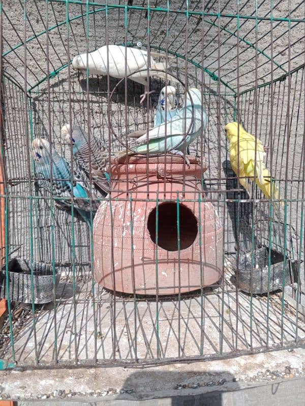 3 pair breeders of budgies with cage and matka 0