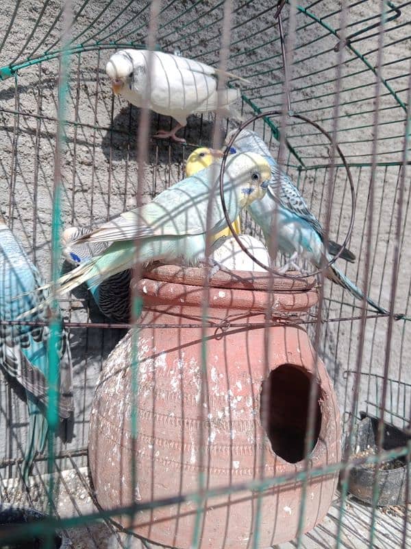 3 pair breeders of budgies with cage and matka 1